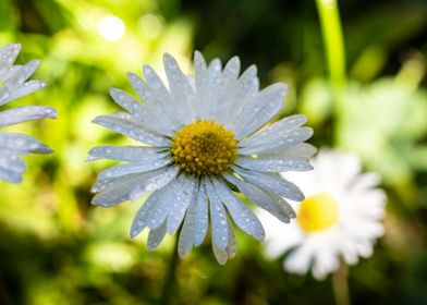 Daisy in summer