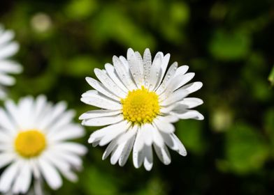 Daisy in summer