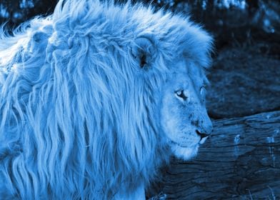 WhiteLion Male classicblue