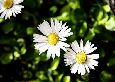 Daisy in summer