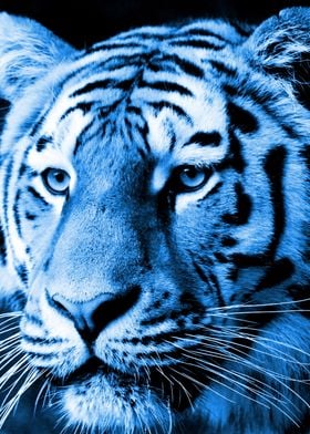 Tiger Portrait classicblue