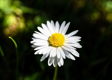 Daisy in summer