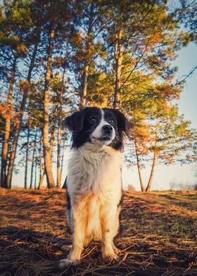 border collie dog posing