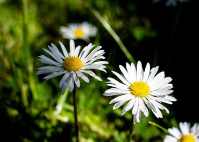 Daisy in summer