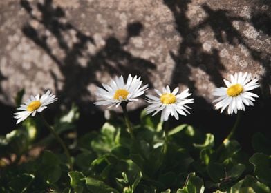 Daisy in summer