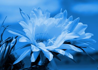 African Cactus Flower blue