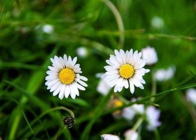 Daisy in summer