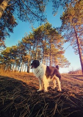 in the pine forest