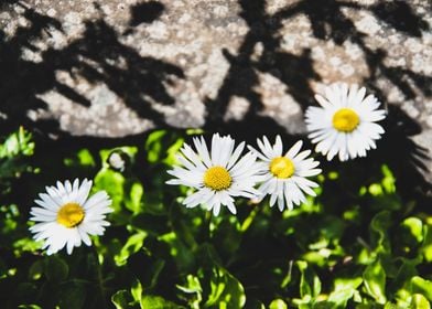 Daisy in summer