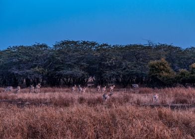 Herd of Blackbucks