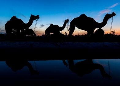 Camels at sunset