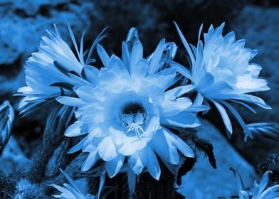 Cactus Flowers classicblue