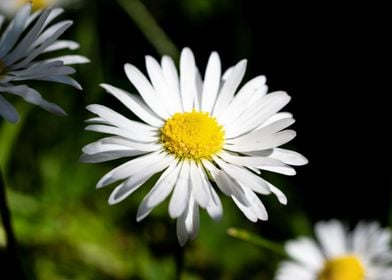 Daisy in summer