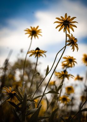 Summer Afternoon