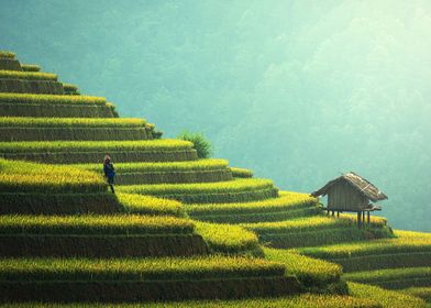 Rice fields