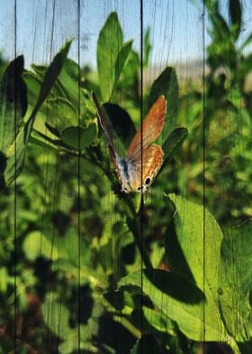 Butterfly Art