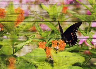 Butterfly Art