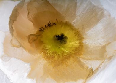 Island poppy in ice 3