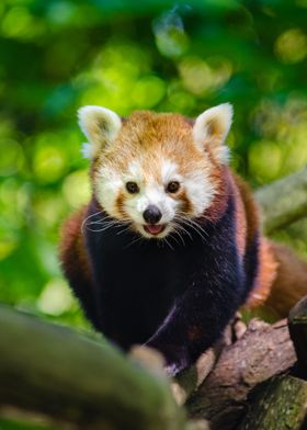 Cute red panda in a tree