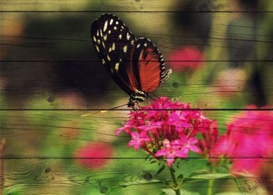 Butterfly Art