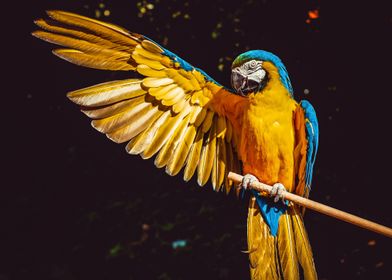 Yellow and blue parrot