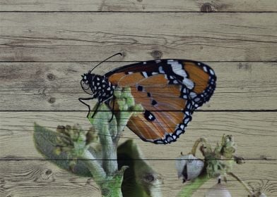 Butterfly Art