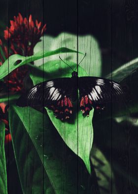 Butterfly Art