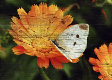 Butterfly Art