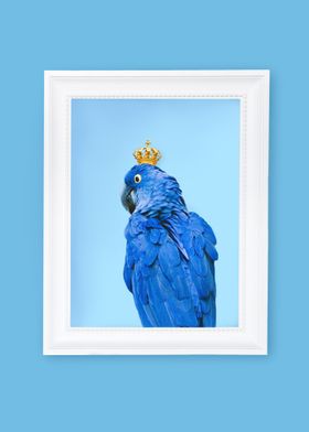 Royal Parrot
