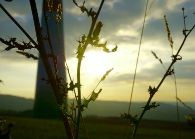 Plant at the evening