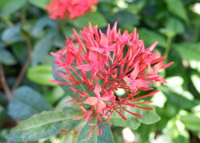 Beautiful Red Flower