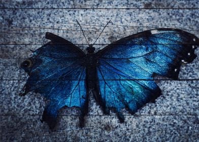 Butterfly Art