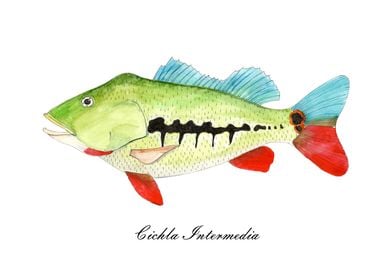 Cichla intermedia fish