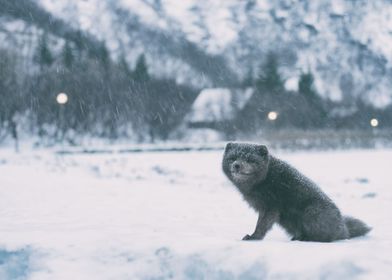 cute animal in snow