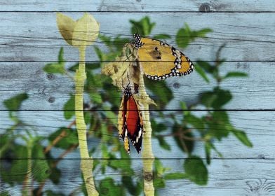 Butterfly Art