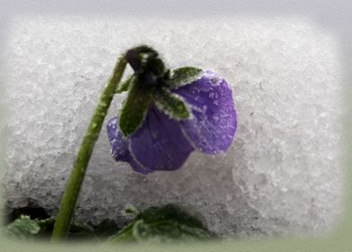 Pansy in snow