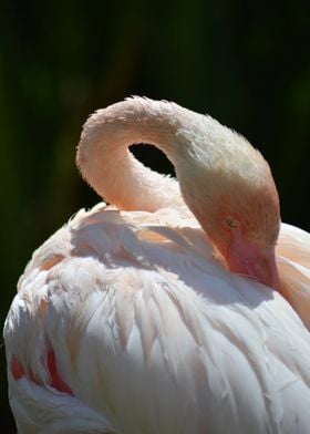 Pink flamingo