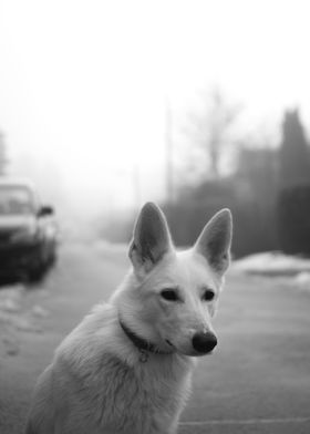 Dog in Black and white