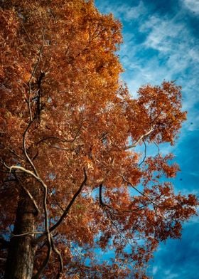 Autumn Reds