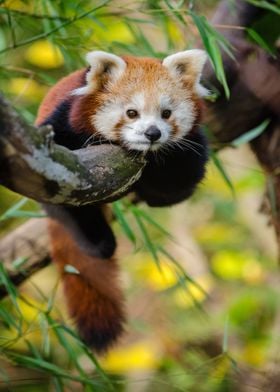 Cute little red panda