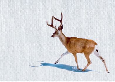 Reindeer and snow