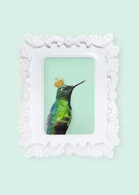 Royal Hummingbird