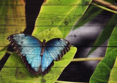 Butterfly Art