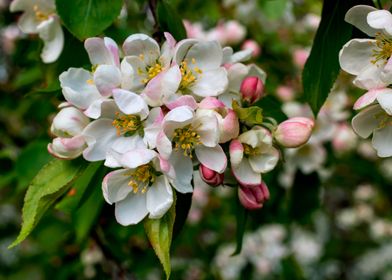 Apple Trees in bloom