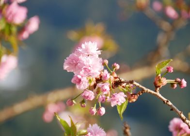 flowers sakura