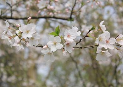 nature flower flowers