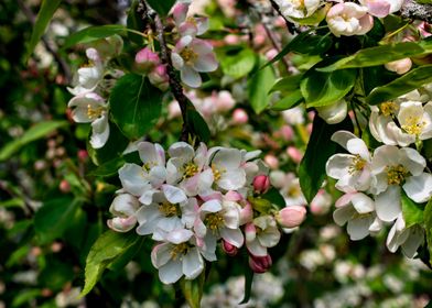 AppleTrees in bloom