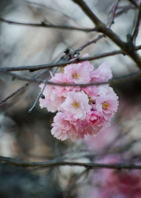 nature flower flowers