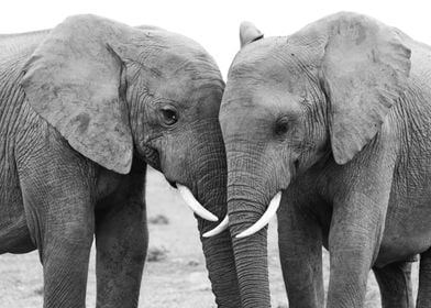 Elephant Friends 211