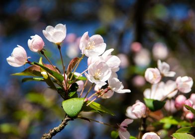 Apple Trees in bloom